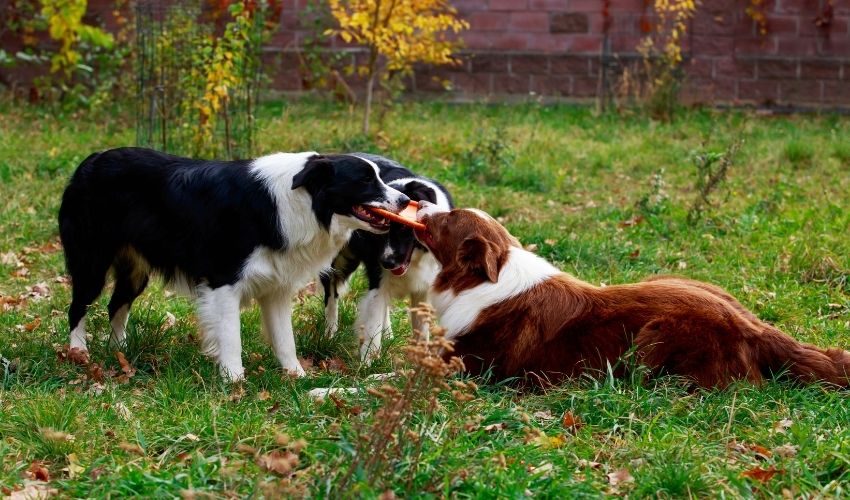 The Ultimate Guide to a Complete Feeding Schedule for Banjara Hounds