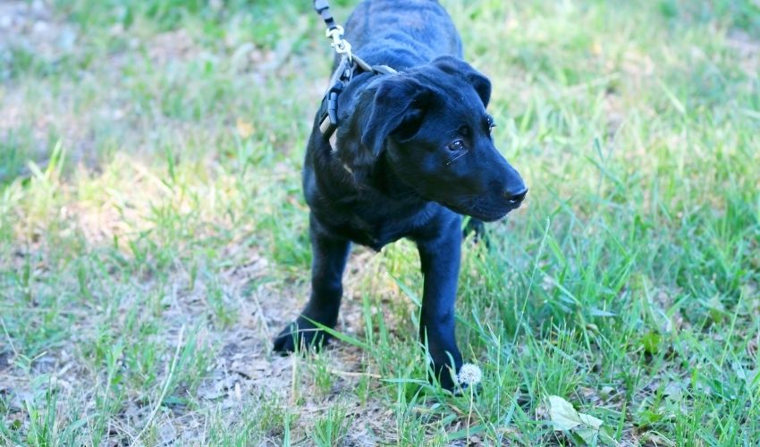 Understanding Barbet Puppies: The Importance of Early Socialization